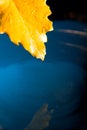 Yellow leaf on blue water Royalty Free Stock Photo