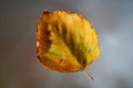 Yellow Leaf On Blurred Background