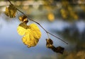 Yellow leaf on a branch