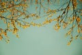 Yellow leaf on branch tree and sky nature spring vintage style Royalty Free Stock Photo