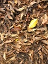 Yellow leaf among brown leaves. Royalty Free Stock Photo