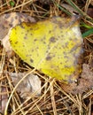 A yellow leaf with brown spots on it Royalty Free Stock Photo