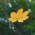 Yellow Leaf on a Car Window Glass in the Rain Royalty Free Stock Photo