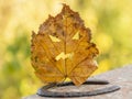 A yellow leaf carved in the likeness of a Halloween monster on a yellow background