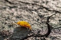 Yellow leaf on dried mud crack. Royalty Free Stock Photo