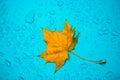 Yellow leaf and drops on the blue waterproof material