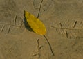 Yellow leaf and embossed leaves