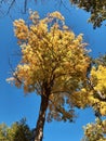 Yellow Leaf Explosion