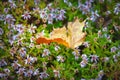 Yellow leaf. Fading leaf close-up. A fallen maple leaf on withering asters. Selective focus Royalty Free Stock Photo