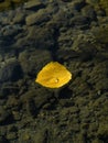 Yellow aspen leaf in water with rain drop on its surface. Abstract natural seasonal background. Autumn season symbol