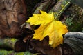 Yellow leaf. Fallen maple leaf. Withering leaf close-up. Selective focus Royalty Free Stock Photo