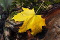 Yellow leaf. Fallen maple leaf. Withering leaf. Selective focus Royalty Free Stock Photo