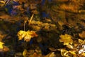 yellow leaf fell into a clear puddle Royalty Free Stock Photo