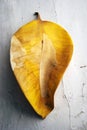 Yellow leaf of ficus plant at whtie grunde surface