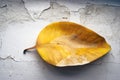 Yellow leaf of ficus plant at whtie grunde surface