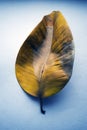 Yellow leaf of ficus plant at whtie grunde surface