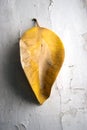 Yellow leaf of ficus plant at whtie grunde surface