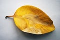 Yellow leaf of ficus plant at whtie grunde surface