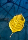 Yellow leaf floating in water