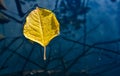 Yellow leaf floating in water