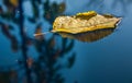 Yellow leaf floating in water
