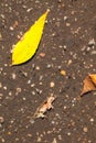 Yellow leaf floats in puddle on asphalt road Royalty Free Stock Photo