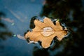 Yellow leaf floats in the river Royalty Free Stock Photo