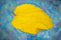 Yellow leaf floats in the swimming pool water. Dry leaf fallen from a tree floating in a water Royalty Free Stock Photo