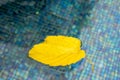 Yellow leaf floats in the swimming pool water. Dry leaf fallen from a tree floating in a water Royalty Free Stock Photo