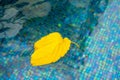 Yellow leaf floats in the swimming pool water. Dry leaf fallen from a tree floating in a water Royalty Free Stock Photo