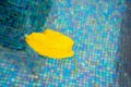 Yellow leaf floats in the swimming pool water. Dry leaf fallen from a tree floating in a water Royalty Free Stock Photo