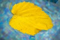 Yellow leaf floats in the swimming pool water. Dry leaf fallen from a tree floating in a water Royalty Free Stock Photo