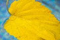 Yellow leaf floats in the swimming pool water. Dry leaf fallen from a tree floating in a water Royalty Free Stock Photo