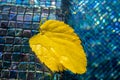 Yellow leaf floats in the swimming pool water. Dry leaf fallen from a tree floating in a water Royalty Free Stock Photo