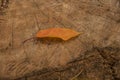 Yellow leaf in the forest on a dark stump. symbol of autumn season. Fall time concept. flat lay. copy space Royalty Free Stock Photo