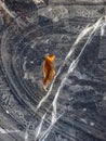 Yellow leaf frozen in ice Royalty Free Stock Photo