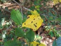 Yellow leaf in the garden at Heusenstamm in Germany.