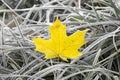 Yellow leaf in the grass with frost Royalty Free Stock Photo