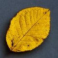 A yellow leaf on a gray background, the two colors chosen by fashion to represent the year 2021 Royalty Free Stock Photo