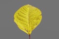 A yellow leaf on a gray background, the two colors chosen by fashion to represent the year 2021 Royalty Free Stock Photo