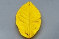 A yellow leaf on a gray background, the two colors chosen by fashion to represent the year 2021 Royalty Free Stock Photo