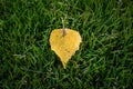 yellow leaf on grass - symbol of beginning of autumn Royalty Free Stock Photo