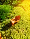 Yellow leaf on green moss in autumn forest. Mystical light in the forest, green moss close-up, sun in the frame Royalty Free Stock Photo