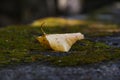 Yellow leaf on green moss. Royalty Free Stock Photo