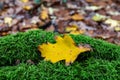 Yellow leaf on green moss in the forest Royalty Free Stock Photo