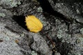 Yellow leaf on a grey stone at fall Royalty Free Stock Photo