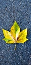 Yellow leaf on ground in autumn Royalty Free Stock Photo