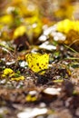 A yellow leaf is on the ground Royalty Free Stock Photo