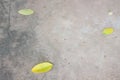 Yellow Leaf Ground Royalty Free Stock Photo