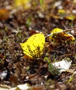 A yellow leaf is on the ground Royalty Free Stock Photo